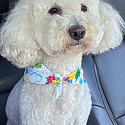 Dior is registered to the contest to win money with this photo: dog, white_dog, fluffy, curly_fur, pet, animal, bandana, floral_bandana, groomed, sitting, car, car_interior, seat, portrait, close_up, outdoor_light, blue_sky, white_fur, cute, companion