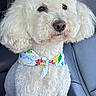 dog, white_dog, fluffy, curly_fur, pet, animal, bandana, floral_bandana, groomed, sitting, car, car_interior, seat, portrait, close_up, outdoor_light, blue_sky, white_fur, cute, companion