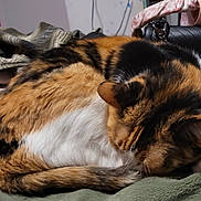Sakura is registered to the contest to win money with this photo: animal, black, blanket, brown, calico, cat, closeup, cozy, curled_up, domestic, ears, feline, fur, indoor, pet, resting, sleeping, soft, tail, white