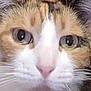 Sakura is registered to the contest to win money with this photo: animal, animal_face, calico, cat, close_up, curious, cute, domestic_animal, eyes, face, feline, fur, macro, muzzle, nose, pet, portrait, tabby, whisker_detail, whiskers