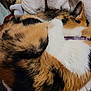 animal, blanket, calico, cat, collar, comfort, cozy, curled_up, cute, domestic_cat, feline, fur, indoor, paw, pet, relaxed, resting, sleeping, soft, warm