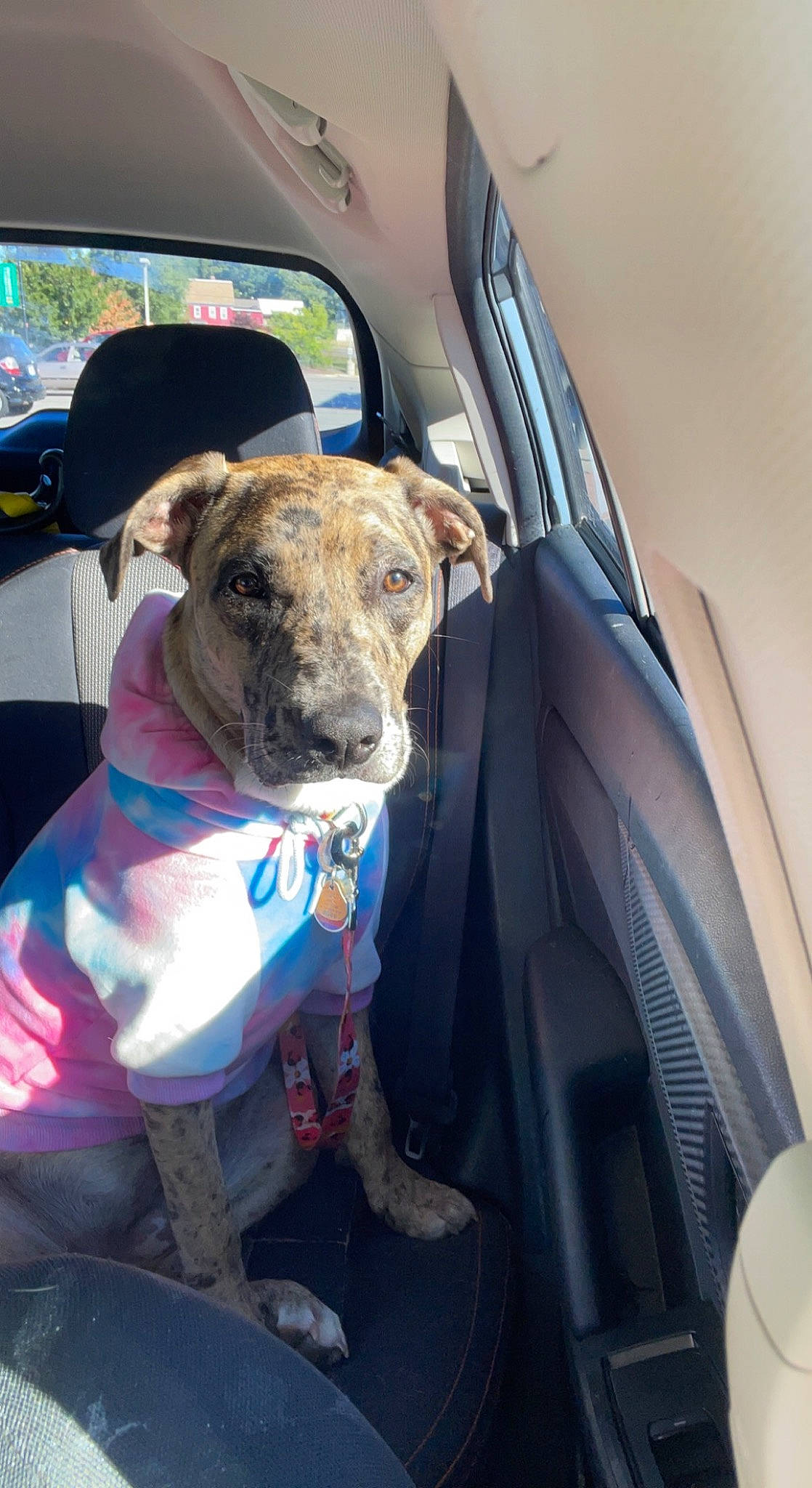 Koda joined the competition — help win amazing prizes! auto_part, automotive_exterior, canidae, car, carnivore, collar, companion_dog, dog, dog_breed, dog_collar, family_car, fawn, hood, motor_vehicle, rampur_greyhound, snout, sporting_group, vehicle, vehicle_door, windshield