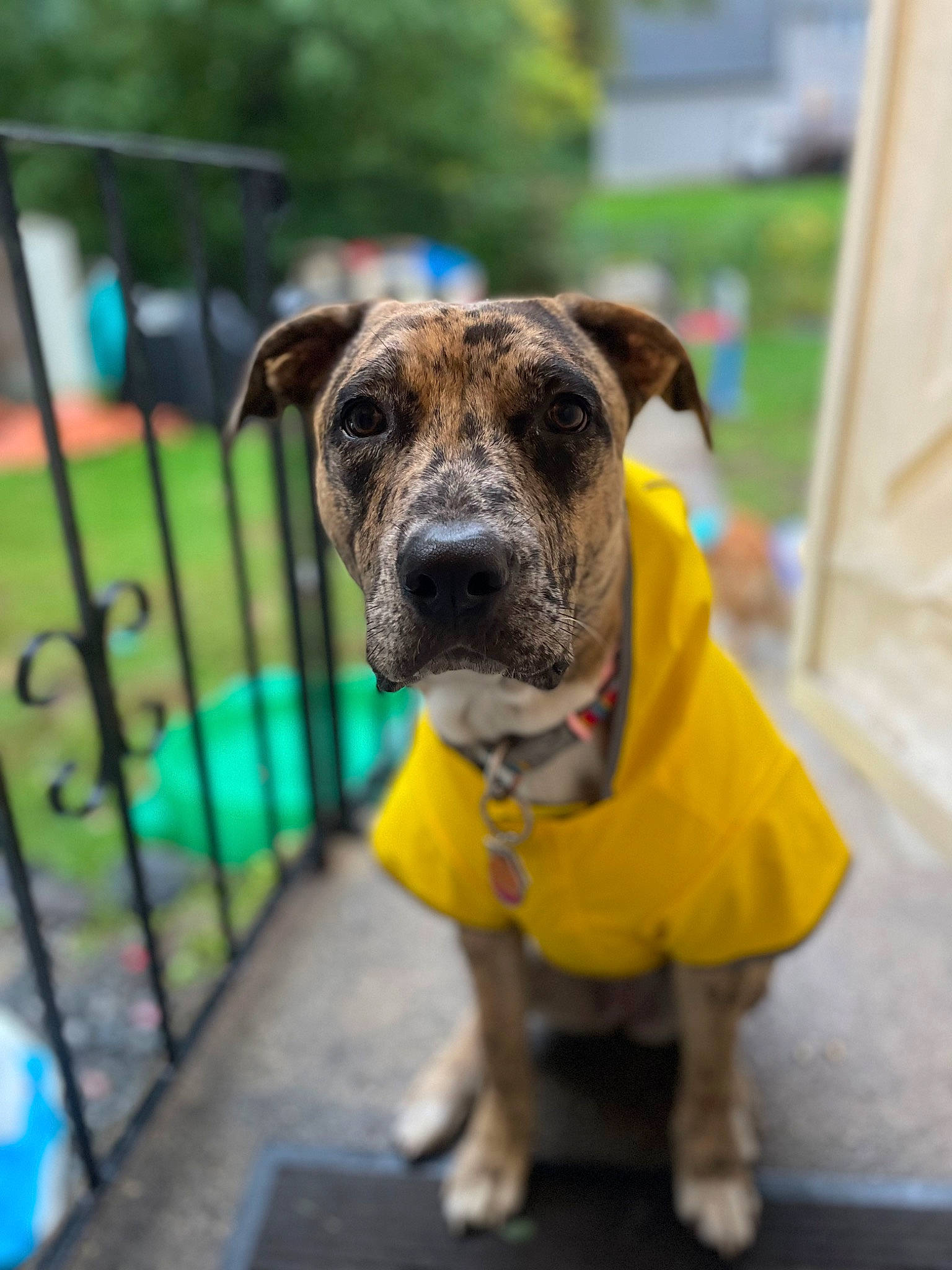 Koda is registered to the contest to win money with this photo: canidae, carnivore, collar, companion_dog, dog, dog_breed, dog_collar, dog_supply, fawn, fence, grass, molosser, pet_supply, snout, sporting_group, terrestrial_animal, whiskers, working_animal, working_dog, wrinkle