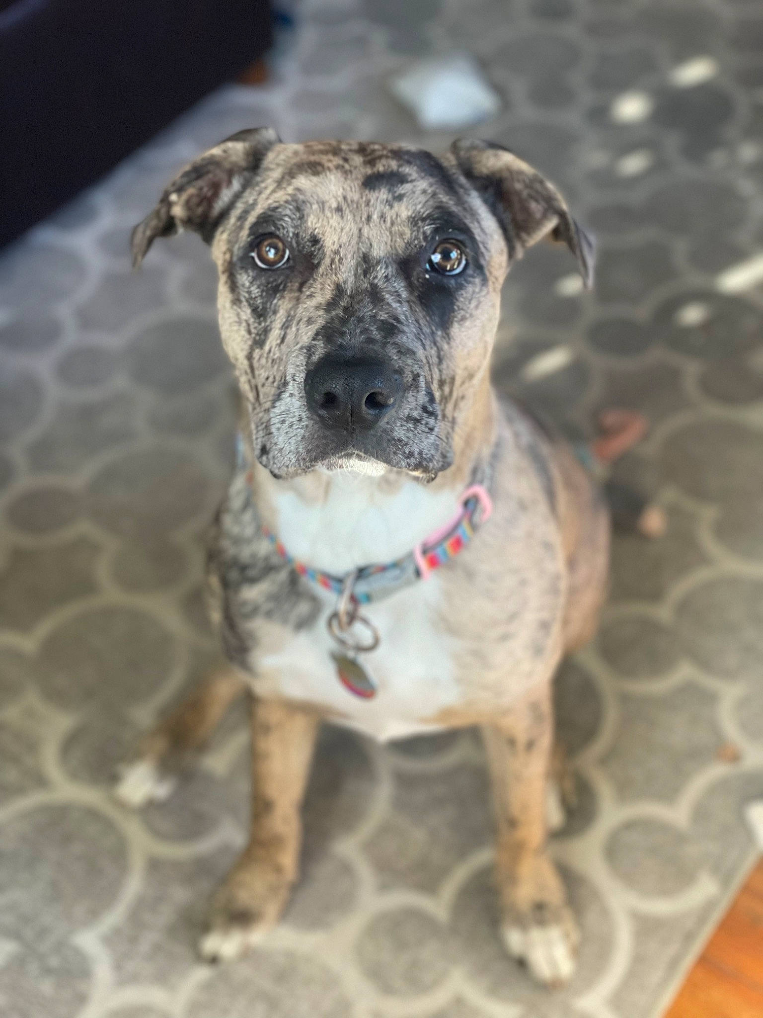 Koda joined the competition — help win amazing prizes! canidae, carnivore, collar, companion_dog, dog, dog_breed, dog_collar, fawn, flooring, guard_dog, non_sporting_group, pet_supply, plant, snout, sporting_group, terrestrial_animal, whiskers, working_animal, working_dog, wrinkle