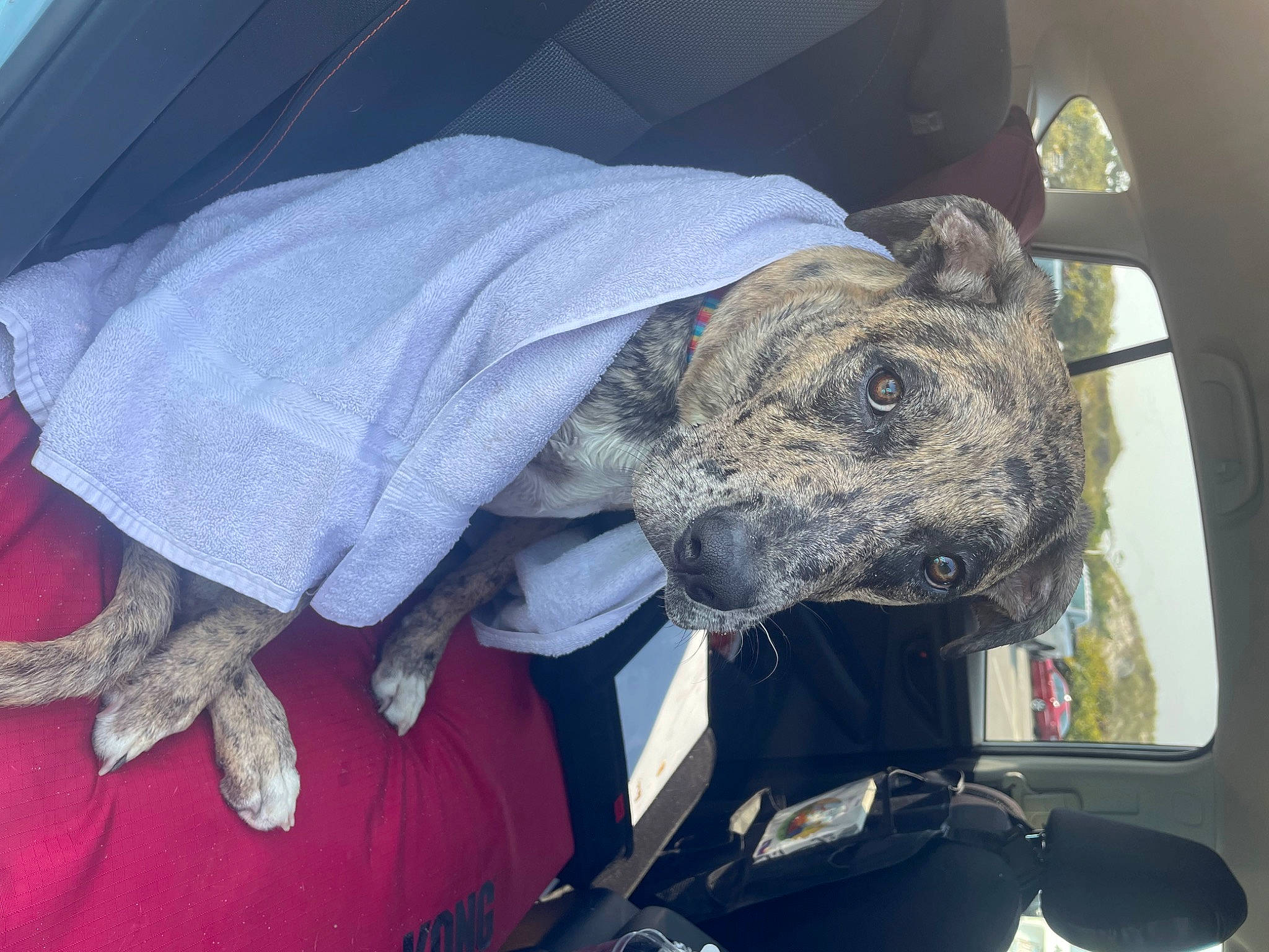 Koda is registered to the contest to win money with this photo: auto_part, automotive_exterior, automotive_tire, automotive_window_part, car, carmine, comfort, dog, dog_breed, electric_blue, family_car, motor_vehicle, trunk, vehicle, vehicle_door, vertebrate, window, windshield, working_animal, wrinkle