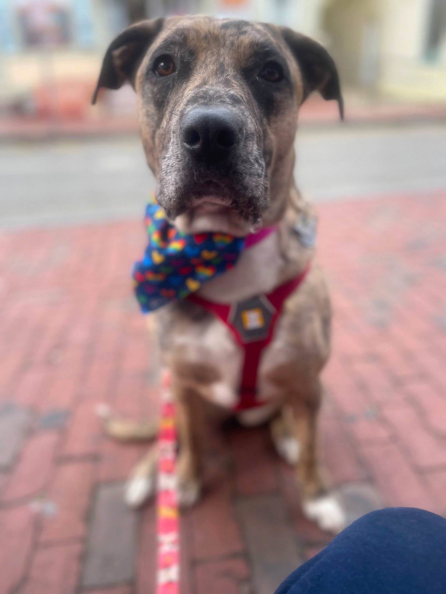 Koda joined the competition — help win amazing prizes! blue, carnivore, collar, companion_dog, dog, dog_breed, dog_collar, dog_supply, flooring, guard_dog, pet_supply, plott_hound, whiskers, working_animal, working_dog, wrinkle