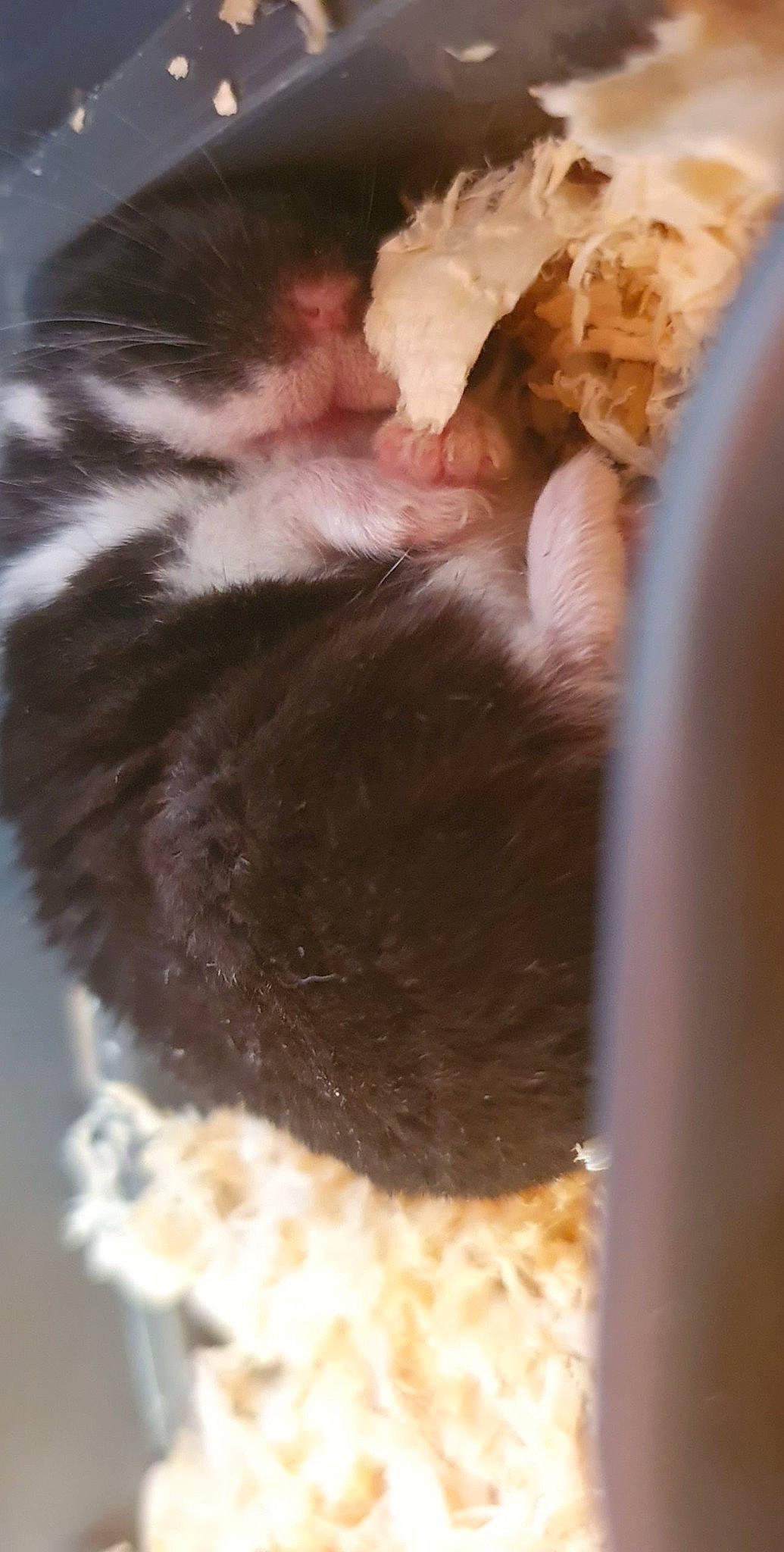 Bianca participe au concours pour gagner de l'argent avec cette photo : chinchilla, ear, fawn, fur, gerbil, hamster, muridae, muroidea, rodent, tail, whiskers