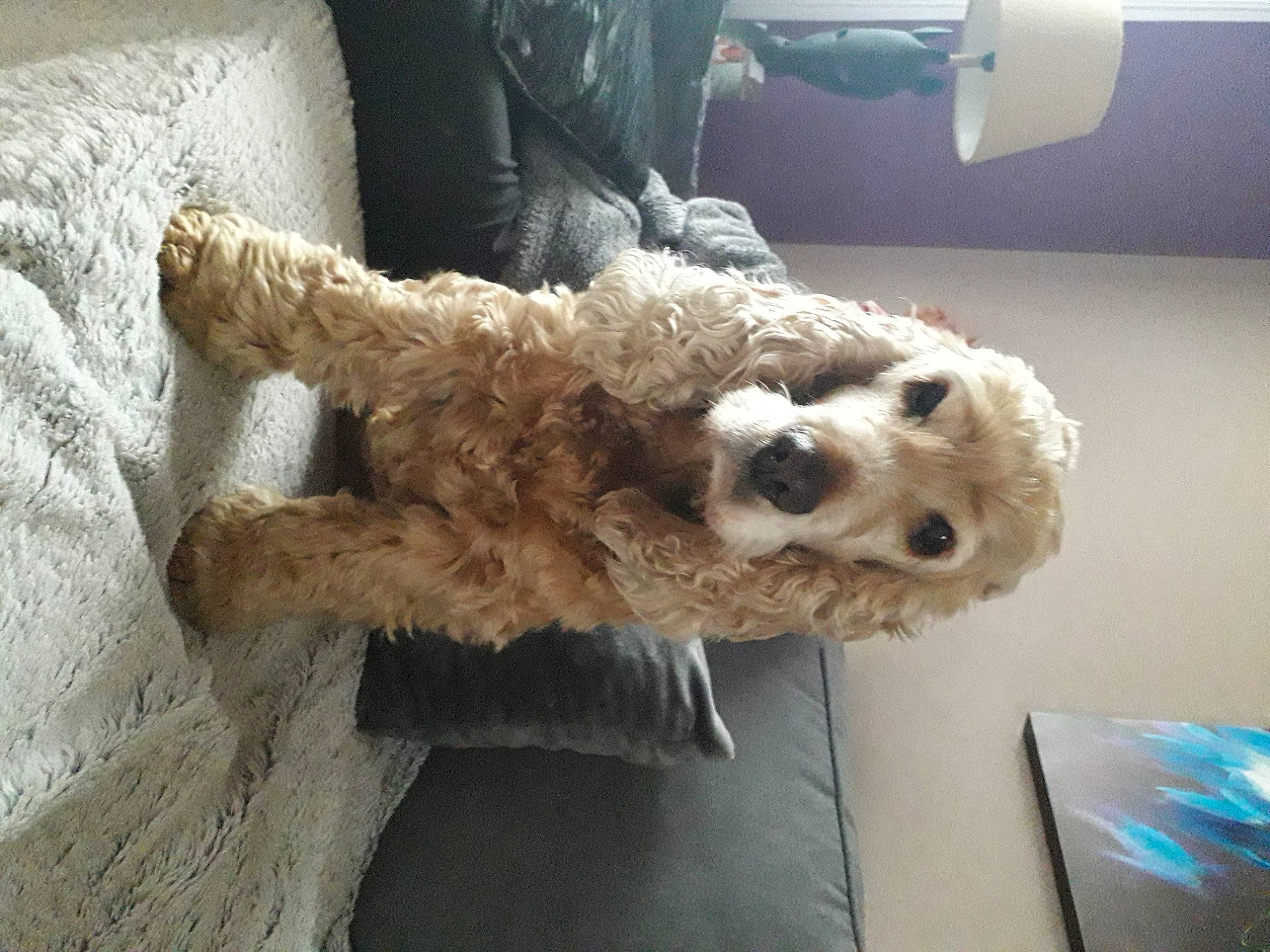 Canelle a rejoint le concours — aidez-le/la à gagner de superbes lots ! american_cocker_spaniel, canidae, carnivore, cockapoo, cocker_spaniel, companion_dog, dog, dog_breed, goldendoodle, labradoodle, mammal, miniature_poodle, non_sporting_group, poodle_crossbreed, puppy, snout, spaniel, sporting_group, toy_poodle