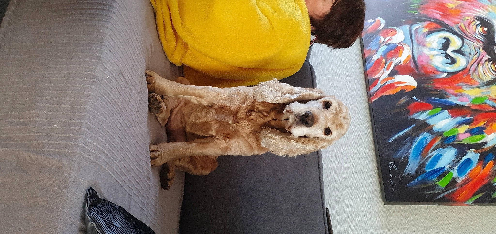 Canelle participe au concours pour gagner de l'argent avec cette photo : american_cocker_spaniel, canidae, carnivore, cockapoo, cocker_spaniel, companion_dog, dog, dog_breed, spaniel, sporting_group