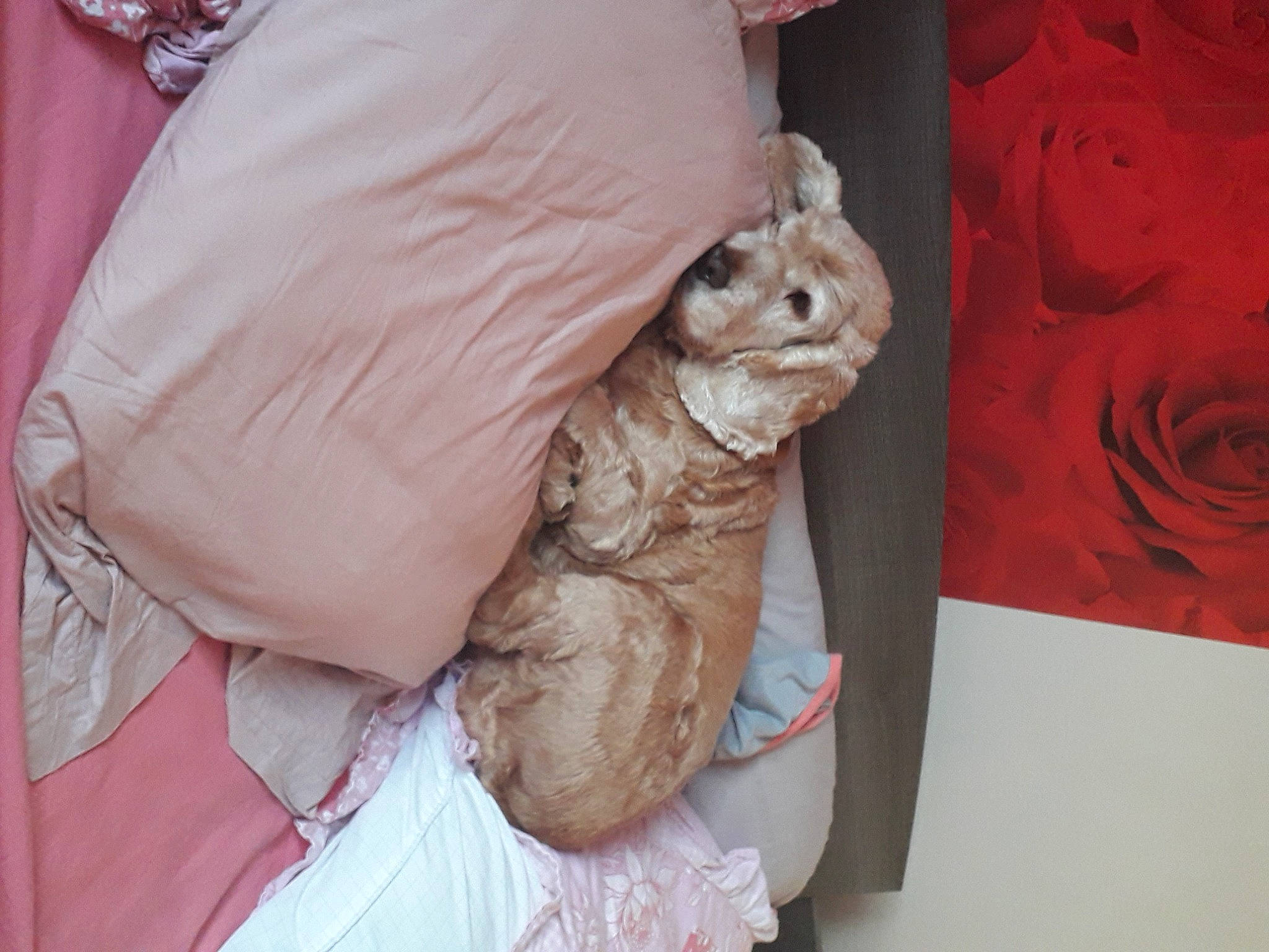 Canelle a rejoint le concours — aidez-le/la à gagner de superbes lots ! fawn, pink