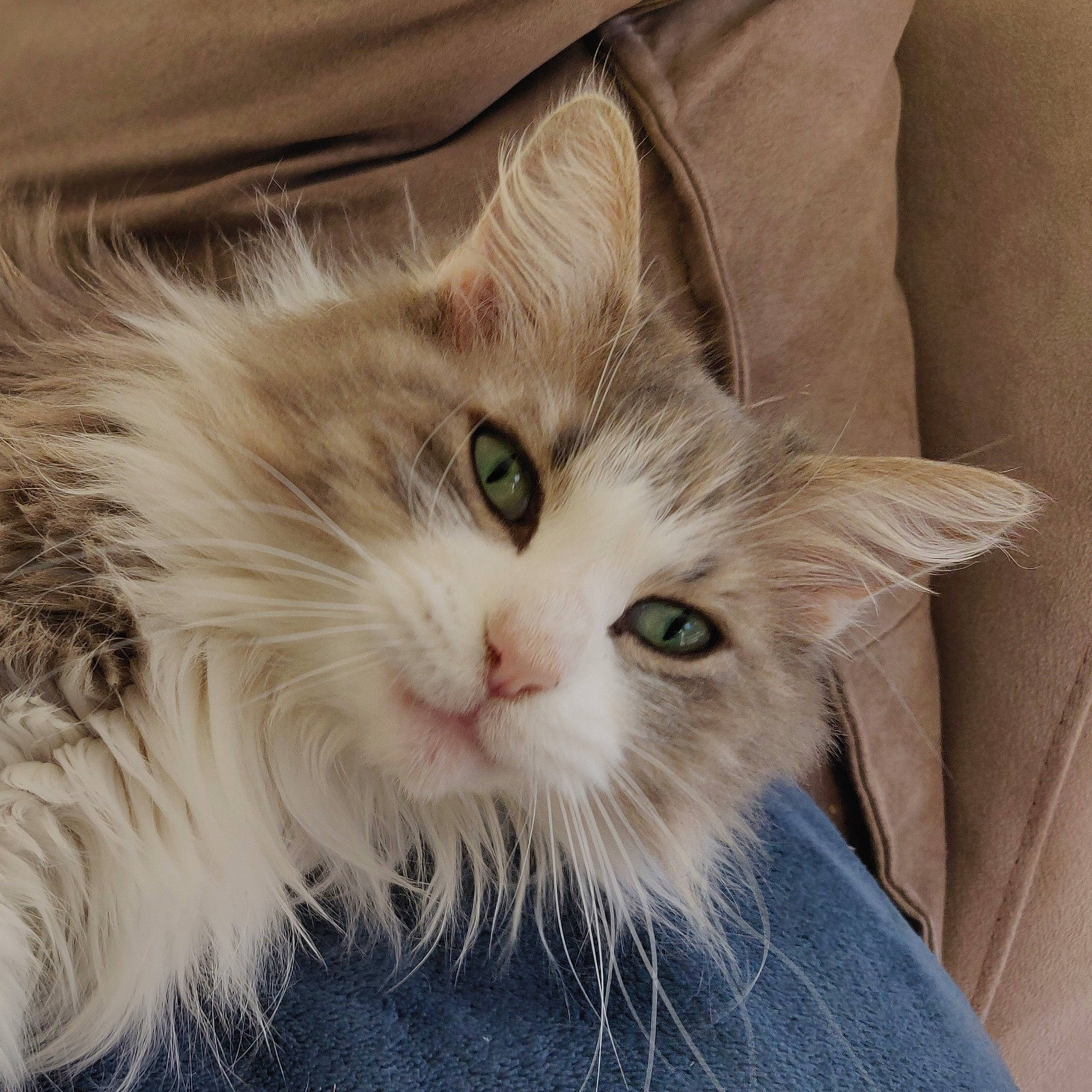 Câlinette participe au concours pour gagner de l'argent avec cette photo : beige, carnivore, cat, denim, domestic_long_haired_cat, domestic_short_haired_cat, felidae, fur, iris, linens, maine_coon, small_to_medium_sized_cats, snout, vertebrate, whiskers