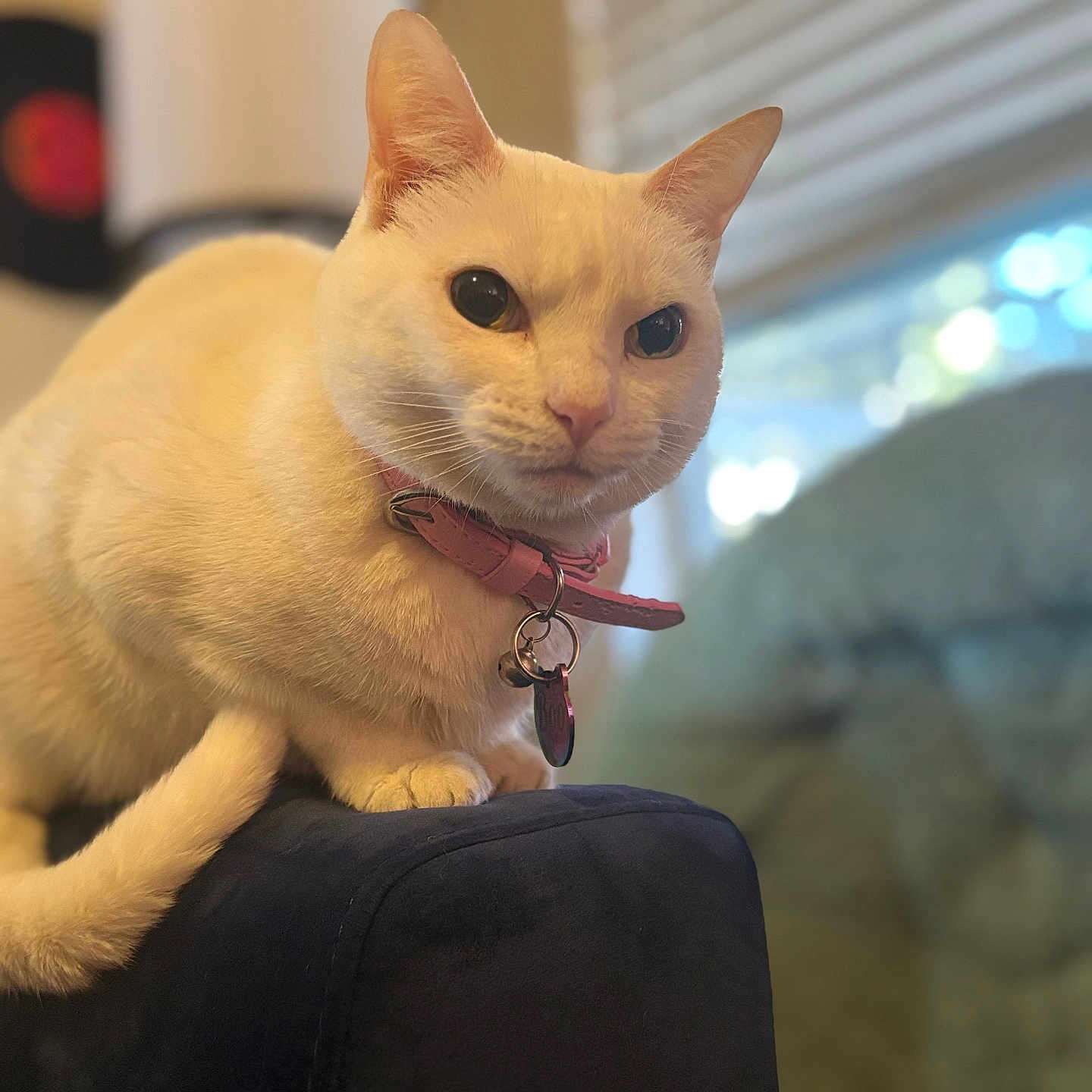 Boo is registered to the contest to win money with this photo: abyssinian, accessories, angora, animal, armchair, bodypart, cat, chair, couch, cushion, furniture, homedecor, indoors, kitten, leash, manx, mouth, pet, siamese, strap