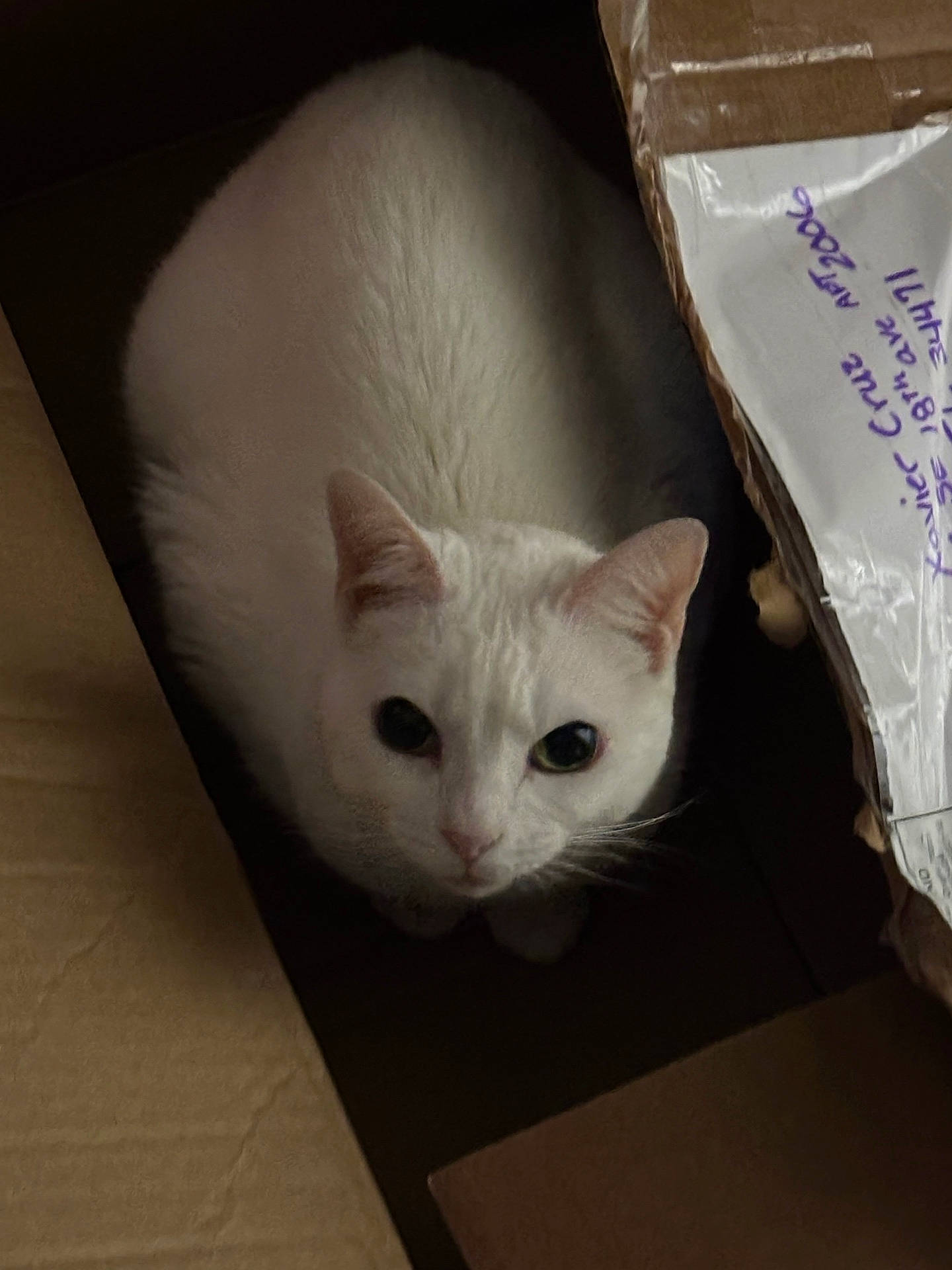 Boo joined the competition — help win amazing prizes! abyssinian, angora, animal, bag, box, cardboard, carton, cat, crate, indoors, kitten, manx, pet, siamese