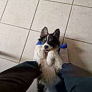 Balto a rejoint le concours — aidez-le/la à gagner de superbes lots ! black_and_white, blue_toes, candid, cheeky, cozy, cute, dog, fur, indoor, legs, looking_up, lying_down, paw, person, pet, playing, puppy, small_dog, tile_floor, white_socks
