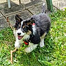 Balto participe au concours pour gagner de l'argent avec cette photo : active, animal, canine, collar, cute, dog, fur, garden, grass, greenery, happy, nature, outdoor, pet, playful, puppy, small, stick, sunlight, young