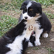 Balto participe au concours pour gagner de l'argent avec cette photo : puppy, dog, black_and_white, playful, outdoor, grass, dirt, fur, animal, cute, young, pet, nature, paw, lying_down, sitting, adorable, canine, friendship, companionship