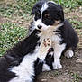 puppy, dog, black_and_white, playful, outdoor, grass, dirt, fur, animal, cute, young, pet, nature, paw, lying_down, sitting, adorable, canine, friendship, companionship