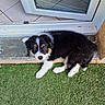 Balto participe au concours pour gagner de l'argent avec cette photo : animal, black_fur, curious, cute, dog, door, fur, glass, grass, looking_up, lying_down, outdoor, pet, playful, puppy, small_dog, tan_fur, tile_floor, white_fur, young_dog