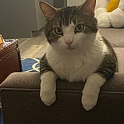 Henry is registered to the contest to win money with this photo: animal, cabinet, cat, close_up, couch, curious, daisy_pillow, ears, floor, front_paws, furniture, indoor, living_room, mammal, pet, pillow, tabby_cat, whiskers, white_cat, wood_floor