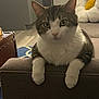 animal, cabinet, cat, close_up, couch, curious, daisy_pillow, ears, floor, front_paws, furniture, indoor, living_room, mammal, pet, pillow, tabby_cat, whiskers, white_cat, wood_floor