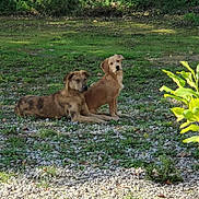 Tintin participe au concours pour gagner de l'argent avec cette photo : animal, brown_dog, canine, daytime, dog, grass, gravel, greenery, lying_down, mixed_breed, nature, outdoor, peaceful, pet, plants, relaxing, shaded, sitting, sunlight, two_dogs