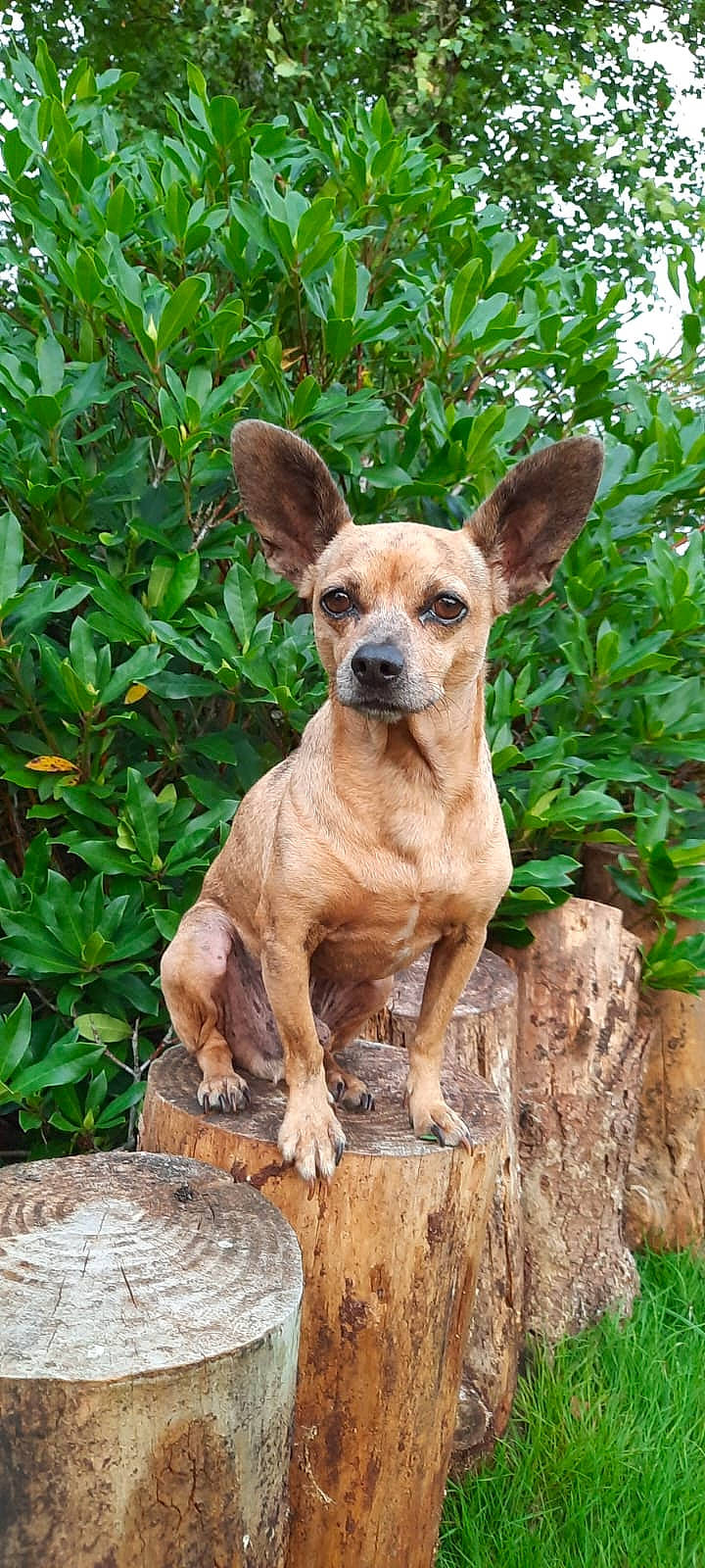 Njut participe au concours pour gagner de l'argent avec cette photo : canidae, carnivore, companion_dog, corgi_chihuahua, dog, dog_breed, fawn, grass, groundcover, plant, snout, sporting_group, terrestrial_animal, terrestrial_plant, toy_dog, whiskers, wildlife, wood, working_animal