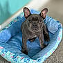 dog, puppy, french_bulldog, pet_bed, blue_bed, indoor, carpet, ears, big_eyes, looking_up, adorable, portrait, sitting, paws, short_muzzle, gray_fur, young_dog, cute, canine, pet