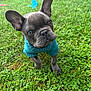 dog, puppy, french_bulldog, sweater, blue_sweater, grass, lawn, outdoor, cute, portrait, close_up, pet, adorable, canine, ears, eyes, snout, small_dog, greenery, playful