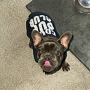 Stitch Clark is registered to the contest to win money with this photo: dog, french_bulldog, pet, tongue_out, wearing_clothes, black_shirt, printed_text_on_shirt, eyes, ears, indoor, carpet, floor_mat, water_bowl, metal_bowl, looking_up, cute, portrait, close_up, paw, human_toe