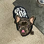 dog, french_bulldog, pet, tongue_out, wearing_clothes, black_shirt, printed_text_on_shirt, eyes, ears, indoor, carpet, floor_mat, water_bowl, metal_bowl, looking_up, cute, portrait, close_up, paw, human_toe