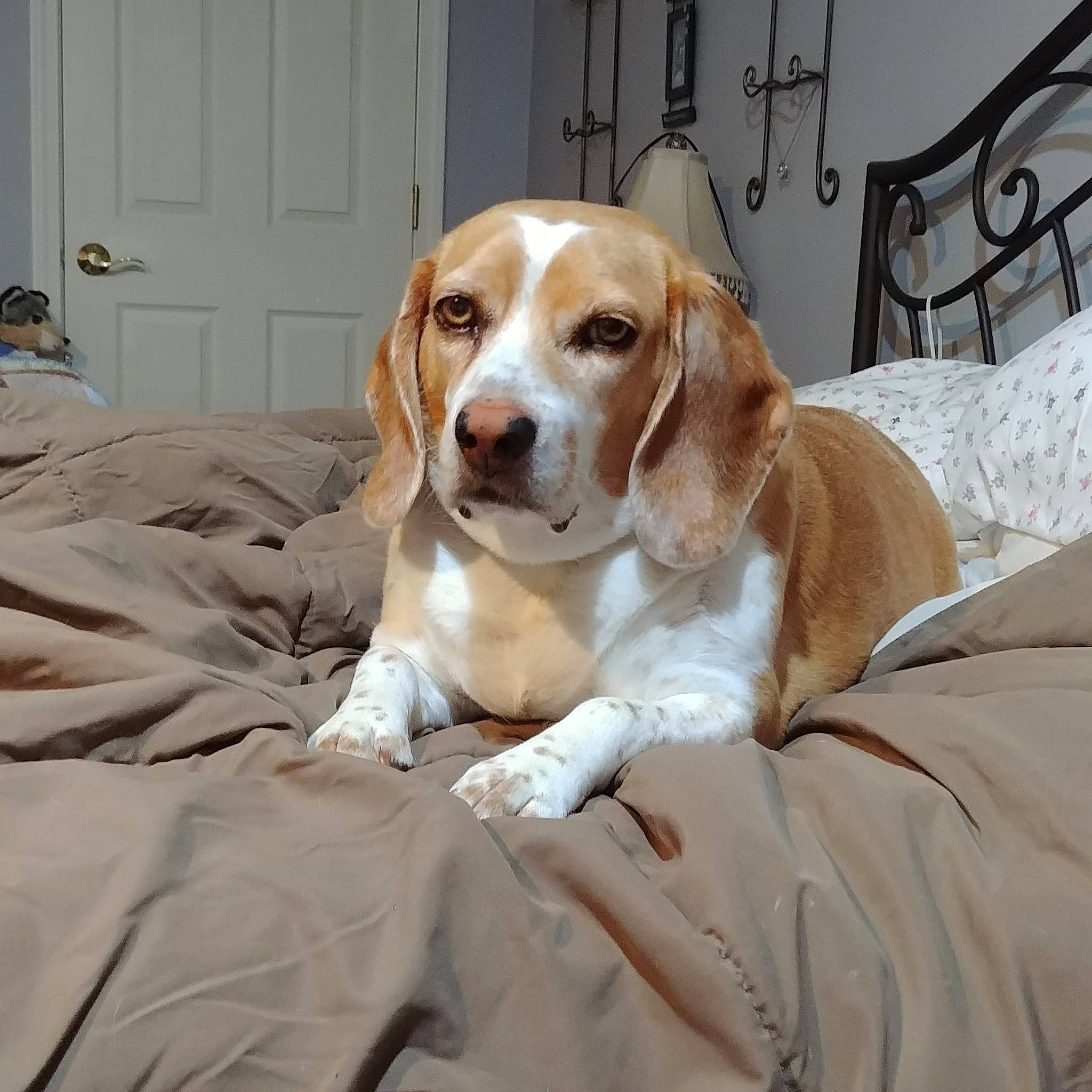 Annie joined the competition — help win amazing prizes! ball, canidae, carnivore, comfort, companion_dog, dog, dog_breed, door, fur, hound, hunting_dog, liver, scent_hound, snout, sporting_group, terrestrial_animal, wood, working_animal