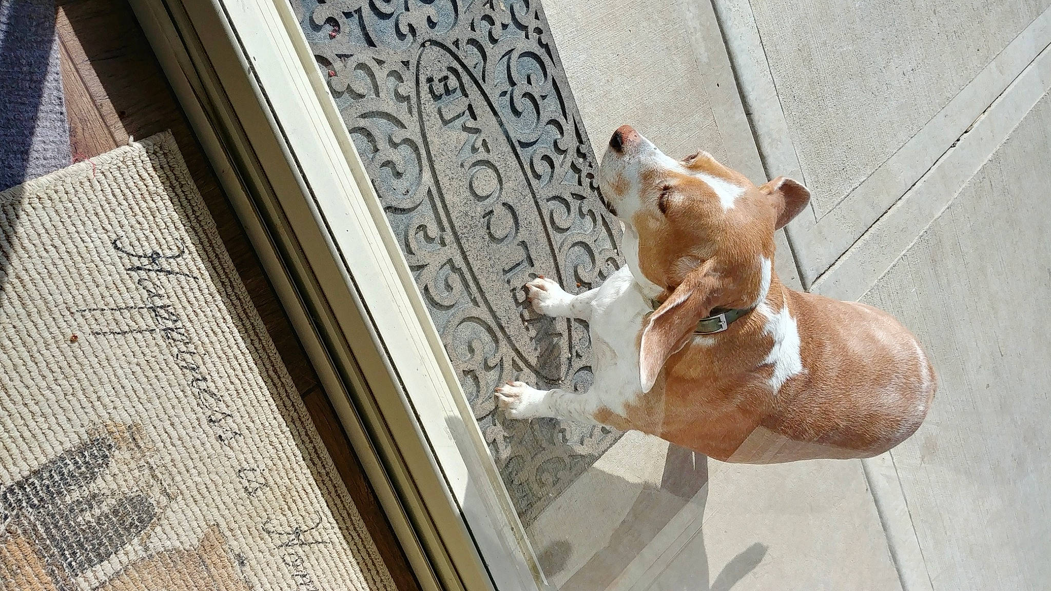 Annie joined the competition — help win amazing prizes! art, brick, building, canidae, carnivore, companion_dog, dog, dog_breed, door, facade, fawn, felidae, metal, sculpture, snout, sporting_group, tail, whiskers, window, wood