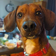 Dudley joined the competition — help win amazing prizes! dog, brown_dog, close_up, indoors, collar, pet, animal, ears, nose, eyes, curious, household, blurred_background, clock, table, furniture, cozy, domestic, mammal, portrait