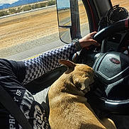 Kylo is registered to the contest to win money with this photo: dog, vehicle_interior, steering_wheel, driver, arm, checkered_sleeve, watch, seatbelt, desert, road, side_mirror, sunlight, nap, pet, companion, window, landscape, relaxation, travel, cozy