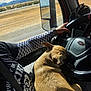 dog, vehicle_interior, steering_wheel, driver, arm, checkered_sleeve, watch, seatbelt, desert, road, side_mirror, sunlight, nap, pet, companion, window, landscape, relaxation, travel, cozy