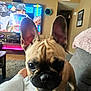dog, french_bulldog, puppy, ears, living_room, television, couch, blanket, carpet, person_leg, table, indoor, pet, close_up, cute, animal, furniture, home, playing, focus