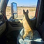 dog, vehicle_interior, dog_bed, window, side_mirror, desert, sunlight, mountains, road, steering_wheel, curious, pet, brown_dog, car_door, outdoor_view, animal, daytime, seat, blanket, looking_out