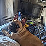 french_bulldog, dog, bed, indoor, toy, television, fan, blanket, curious, pet, canine, resting, looking_back, jeans, shoe, human_leg, vehicle_interior, comfort, playful, cozy