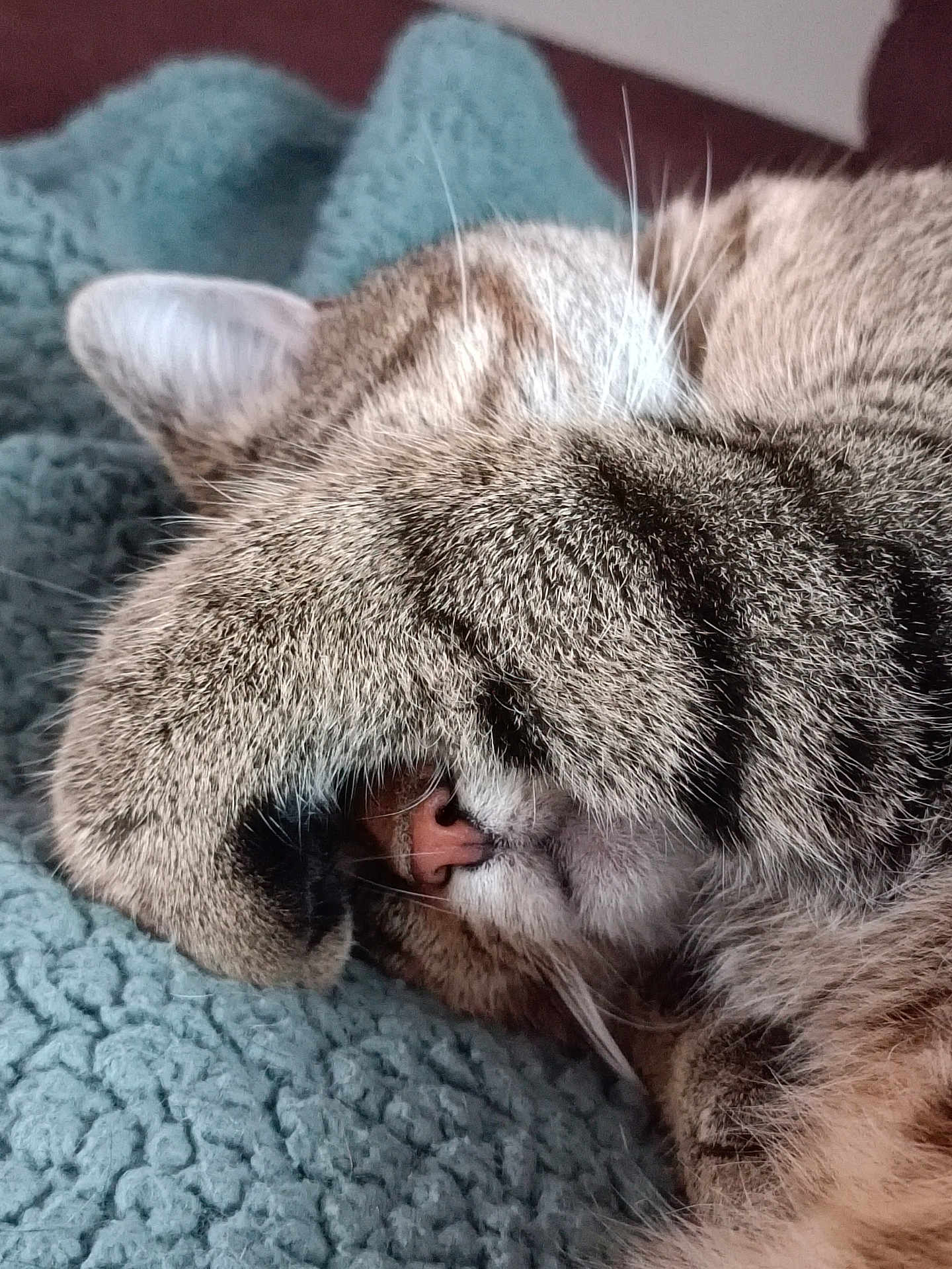 Grisouille a rejoint le concours — aidez-le/la à gagner de superbes lots ! cat, tabby_cat, paw, sleeping, nose, fur, whiskers, close_up, blanket, texture, cozy, resting, indoor, cute, pet, animal, soft, relaxation, face_covering, nap
