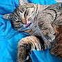cat, tabby, tongue_out, paw, fur, pet, cute, animal, domestic_animal, resting, blue_blanket, close_up, whiskers, ears, sleepy, soft, feline, indoor, relaxed, playful