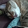 Grisouille participe au concours pour gagner de l'argent avec cette photo : cat, tabby, sleeping, tongue_out, close_up, whiskers, paw, fur, cozy, blanket, resting, cute, pet, indoor, relaxing, animal, feline, soft, nap, peaceful