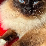 Lune a rejoint le concours — aidez-le/la à gagner de superbes lots ! cat, fluffy, blue_eyes, close_up, relaxed, sunlight, red_blanket, pet, animal, feline, whiskers, paws, indoor, cute, portrait, fur, resting, domestic_cat, mammal, cozy