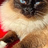 cat, fluffy, blue_eyes, close_up, relaxed, sunlight, red_blanket, pet, animal, feline, whiskers, paws, indoor, cute, portrait, fur, resting, domestic_cat, mammal, cozy