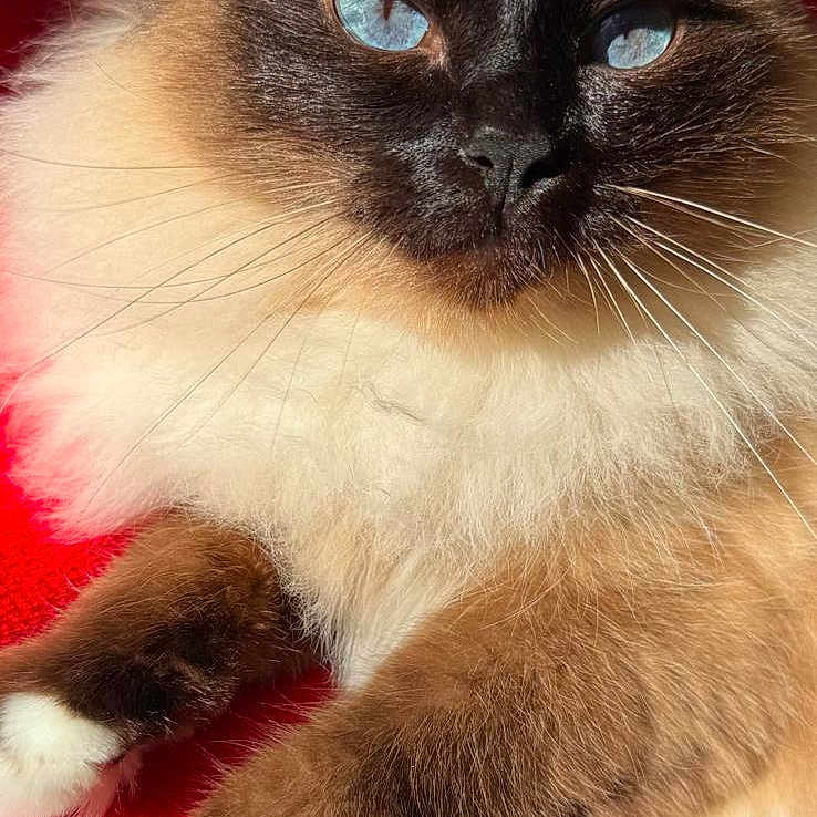 Lune a rejoint le concours — aidez-le/la à gagner de superbes lots ! cat, fluffy, blue_eyes, close_up, relaxed, sunlight, red_blanket, pet, animal, feline, whiskers, paws, indoor, cute, portrait, fur, resting, domestic_cat, mammal, cozy