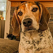 Rocky joined the competition — help win amazing prizes! dog, beagle, pet, indoor, living_room, couch, brown, white, black, fur, ears, face, close_up, expression, nose, whiskers, window, light, home, cozy