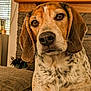 dog, beagle, pet, indoor, living_room, couch, brown, white, black, fur, ears, face, close_up, expression, nose, whiskers, window, light, home, cozy