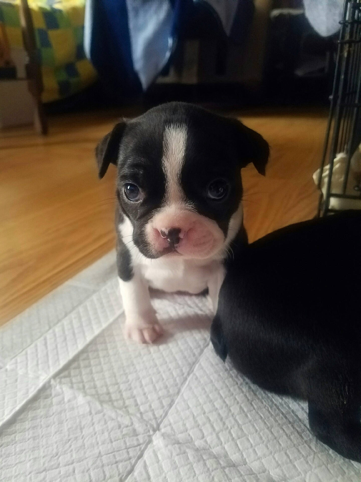 Lilly Belle joined the competition — help win amazing prizes! boston_terrier, canidae, carnivore, comfort, companion_dog, couch, dog, dog_breed, fawn, flooring, fur, non_sporting_group, paw, puppy, snout, sporting_group, toy_dog, whiskers, working_animal
