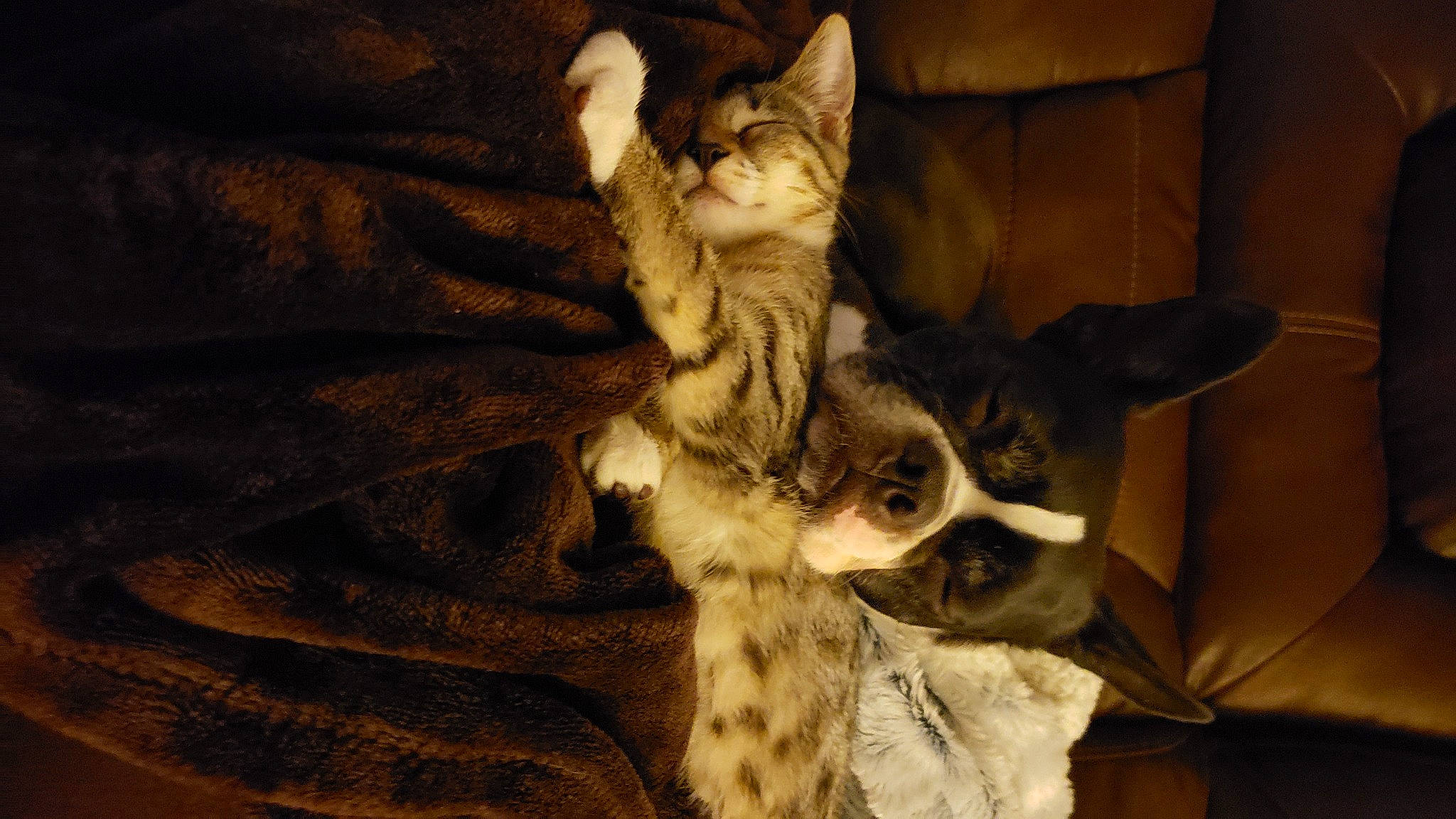 Lilly Belle joined the competition — help win amazing prizes! bed, bedding, canidae, carnivore, cat, comfort, companion_dog, couch, dog_breed, fawn, felidae, fur, linens, paw, small_to_medium_sized_cats, sporting_group, tail, tints_and_shades, whiskers, wood