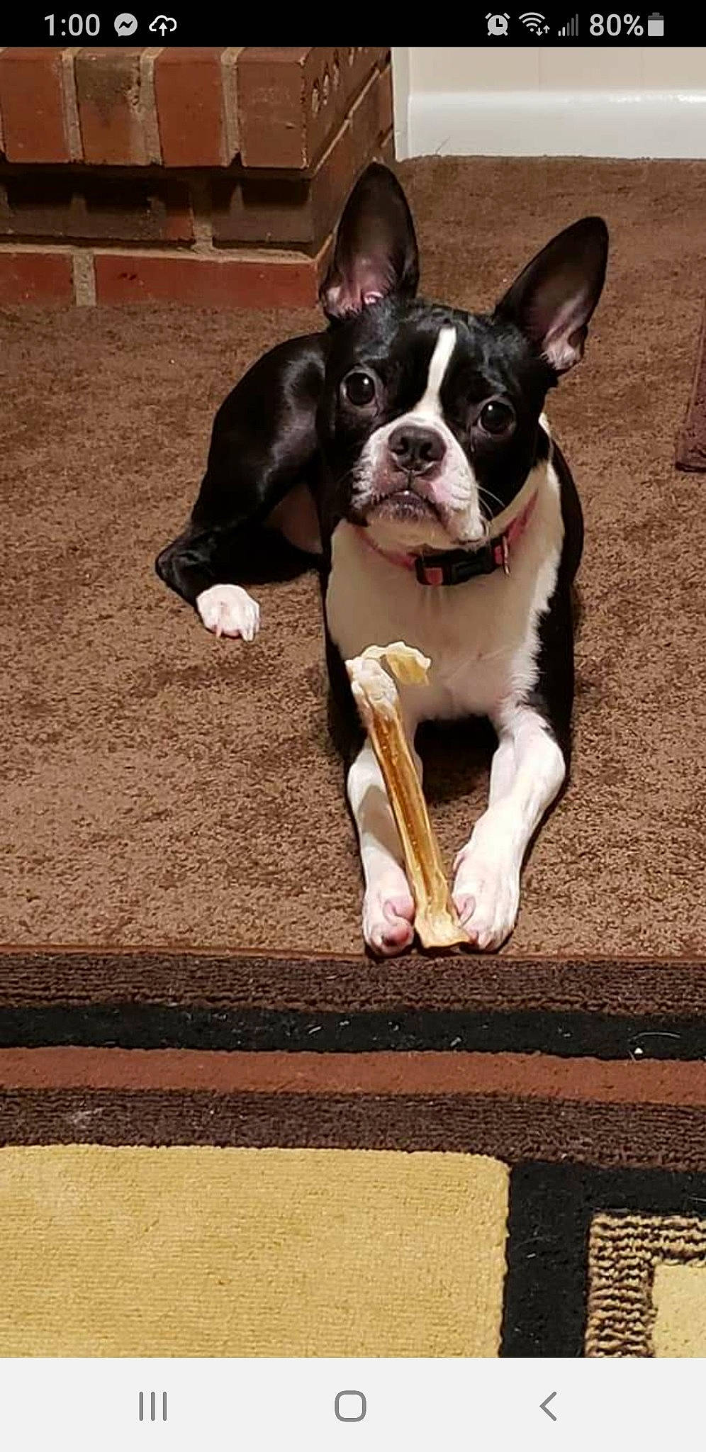 Lilly Belle joined the competition — help win amazing prizes! boston_terrier, canidae, carnivore, collar, companion_dog, dog, dog_breed, dog_collar, dog_supply, fawn, flooring, formal_wear, french_bulldog, snout, sporting_group, tail, toy_dog, whiskers, wood, working_animal