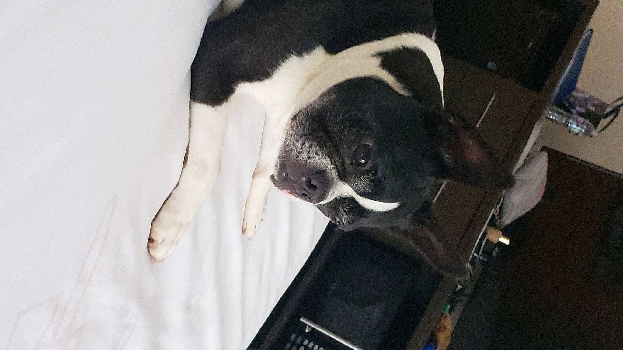 Lilly Belle is registered to the contest to win money with this photo: auto_part, boston_terrier, canidae, carnivore, collar, comfort, companion_dog, dog, dog_breed, dog_collar, fawn, fur, pet_supply, pug, snout, snow, sporting_group, vehicle_door, whiskers, working_animal